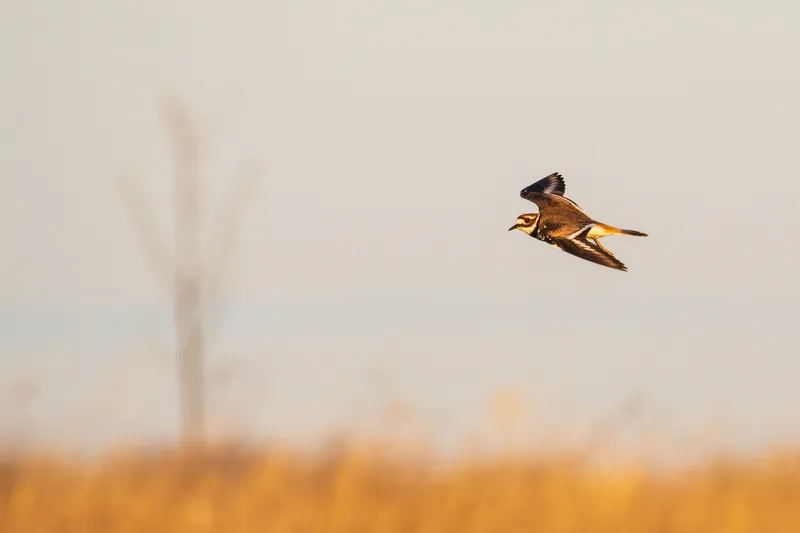 Killdeer, Wisconsin. 2020.